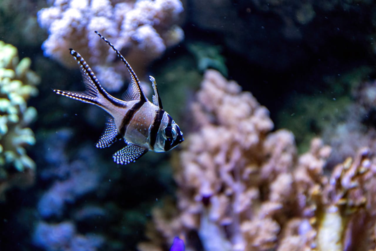 Close-up of a Banggai Cardinalfish in an aquarium filled with colorful coral.