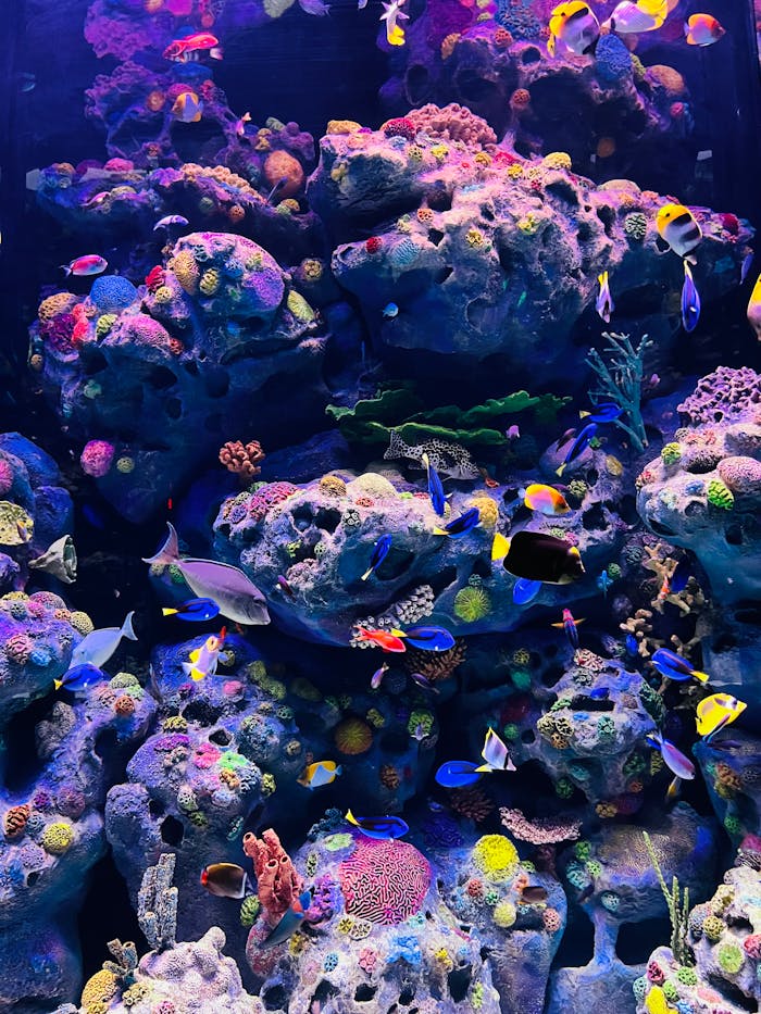 about-01 Bright tropical fish swimming amidst a vibrant coral reef in a beautifully lit aquarium.