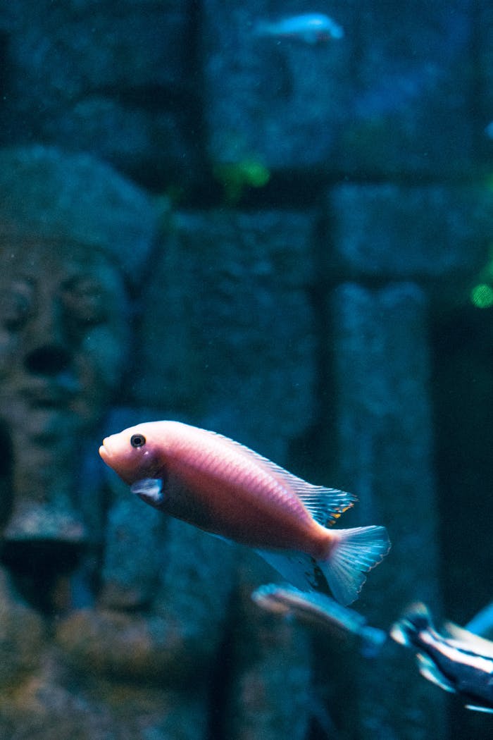 A vibrant fish swimming in a themed aquarium resembling ancient ruins, showcasing underwater life.