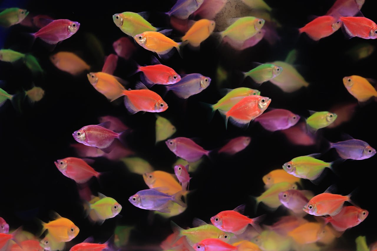 Colorful neon fish swimming in an aquarium create a vibrant underwater display.