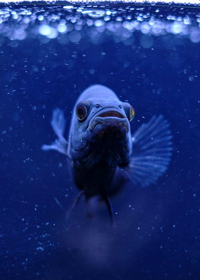 about-02 Intimate view of an Oscar fish swimming underwater in a dimly lit aquarium.