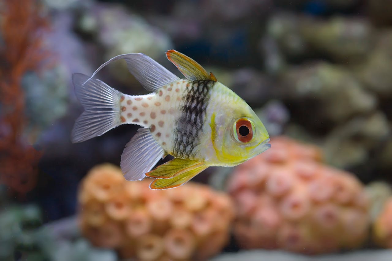 Detailed view of a pajama cardinalfish swimming in a coral reef aquarium.